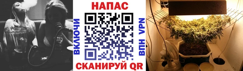 даркнет сайт  Можга  Бошки марихуана семена 